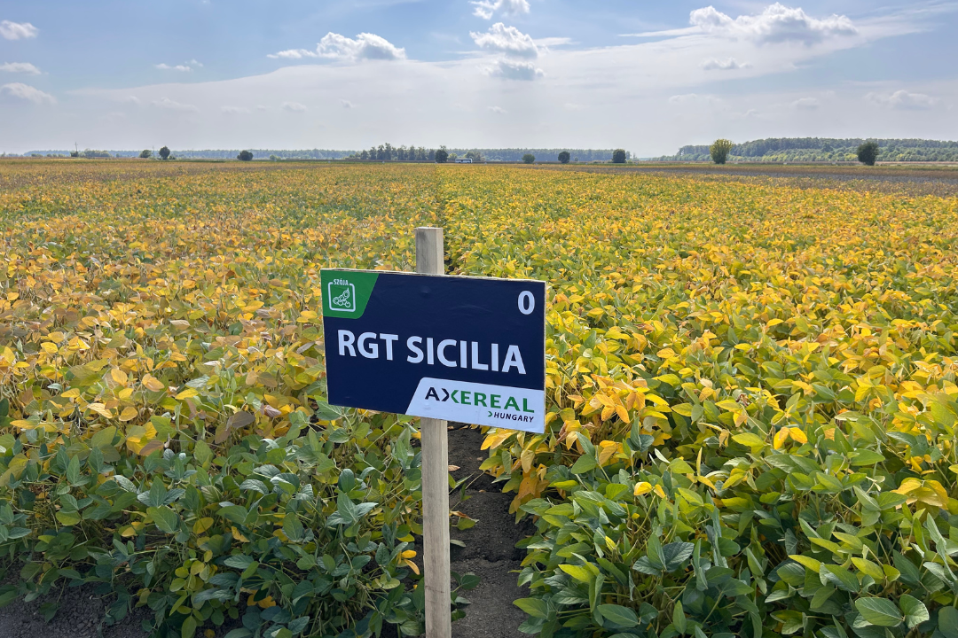 Szoja