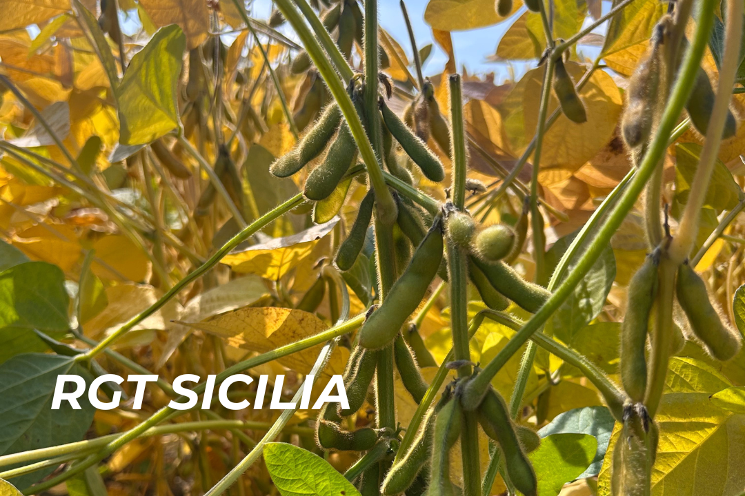 Szoja