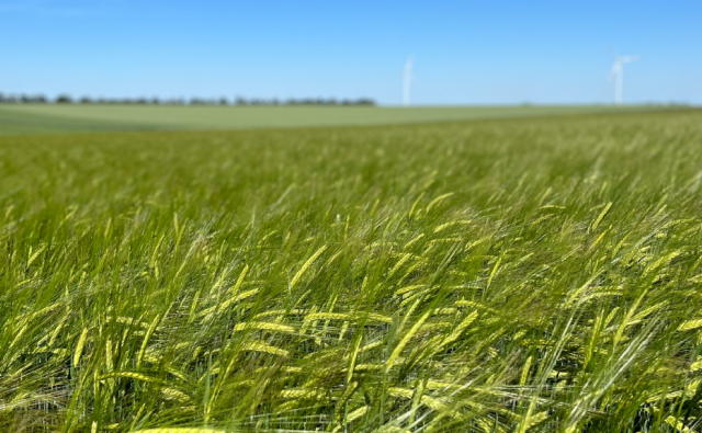 matling barley photo