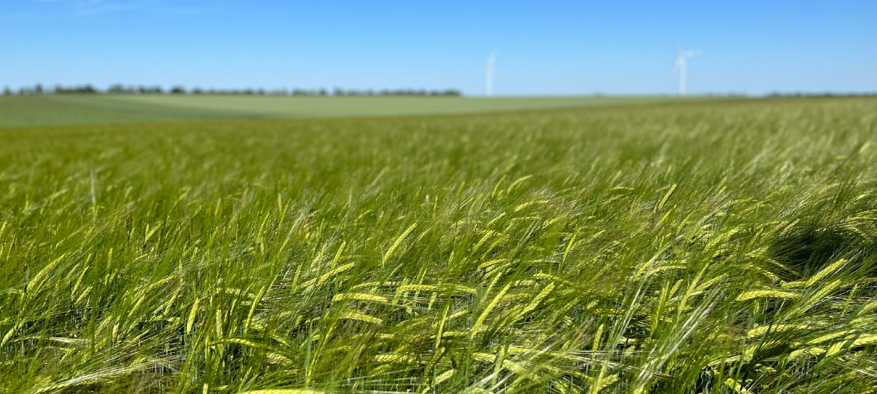 matling barley photo