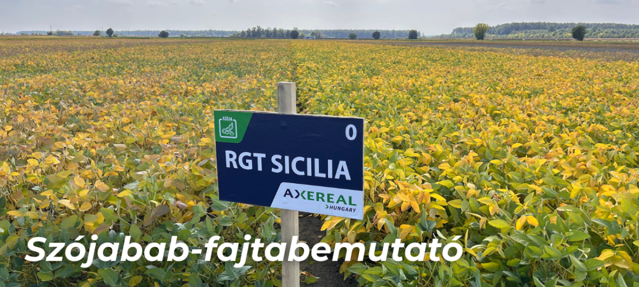 Szoja