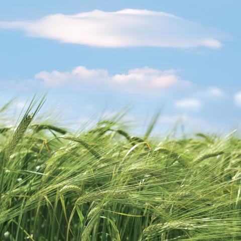 Barley field