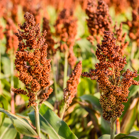 sorghum.png Sorghum field