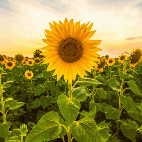 sunflower.gif Sunflower field