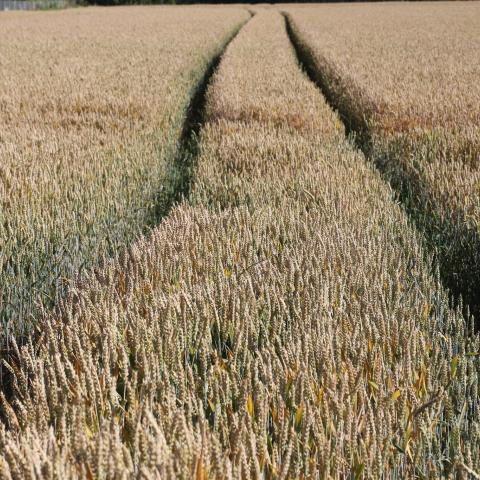 triticale.jpg Triticale field