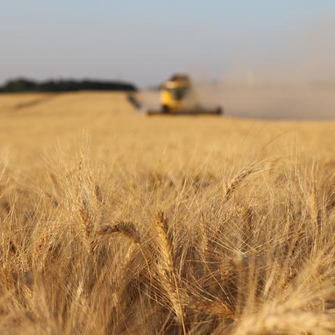 Wheat harvest