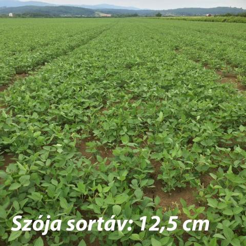 Szoja 12,5cm