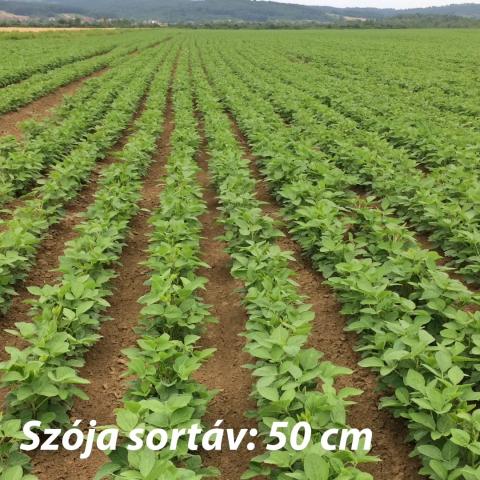 Szoja 50cm