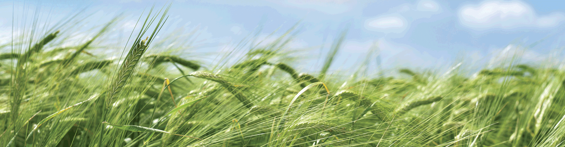 Barley-field