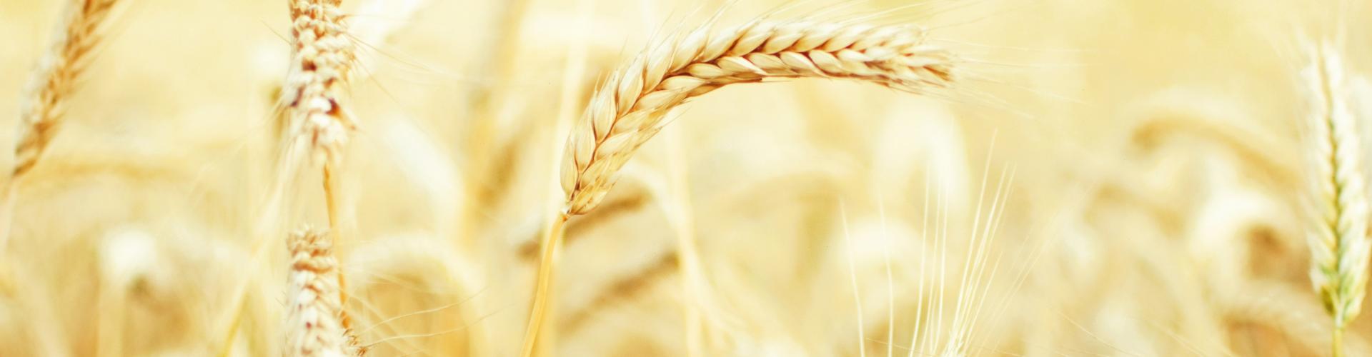 Wheat