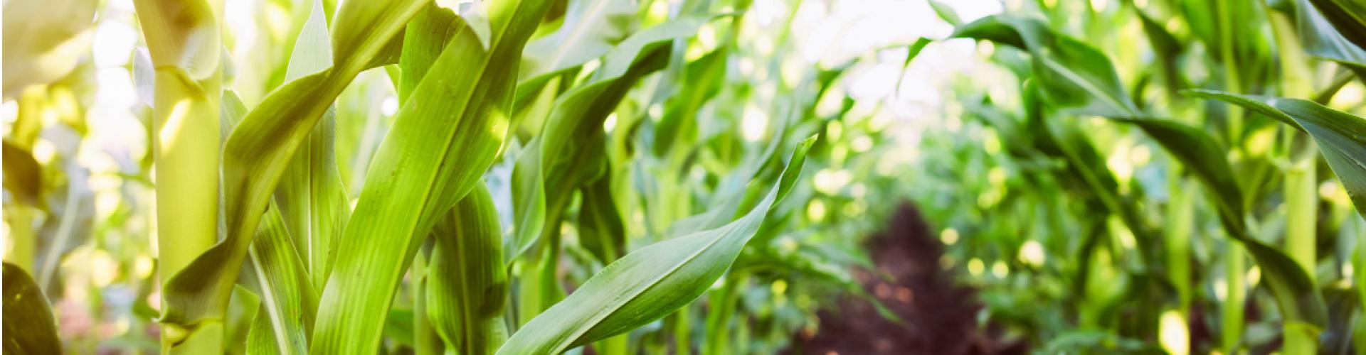 Corn