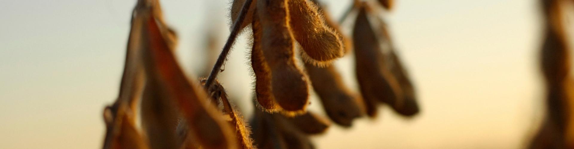 Soybean
