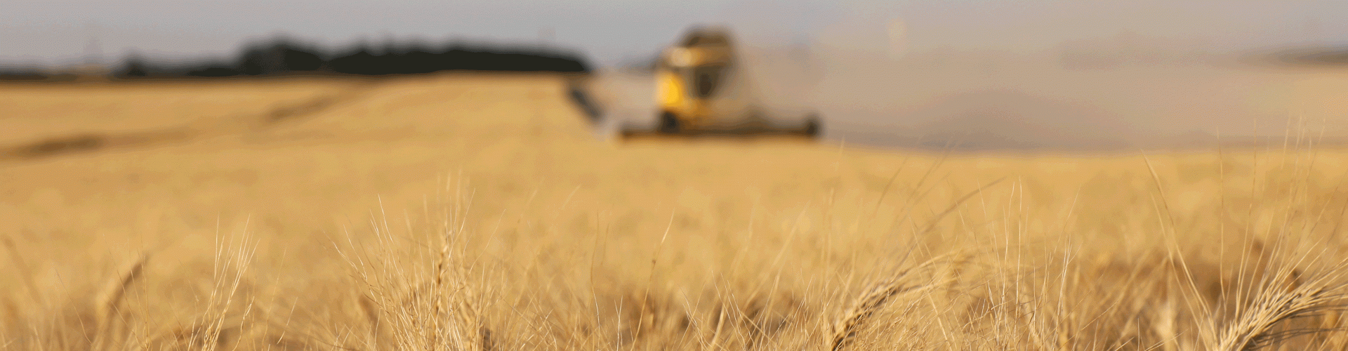 Wheat